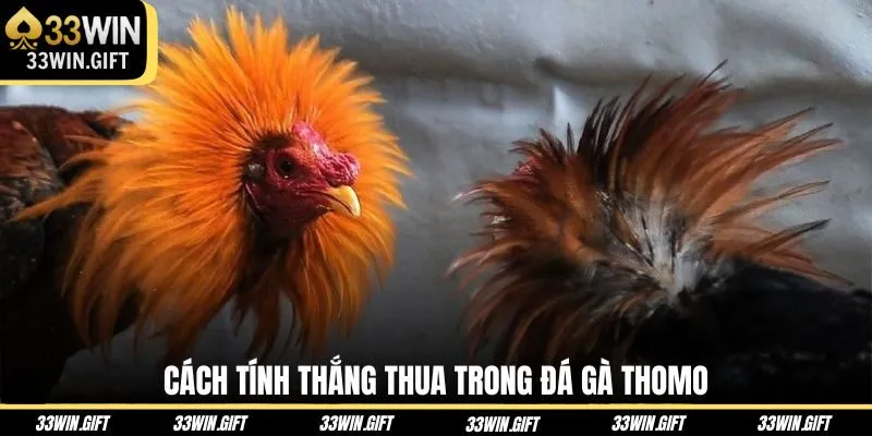 cach-tinh-thang-thua-trong-da-ga-thomo