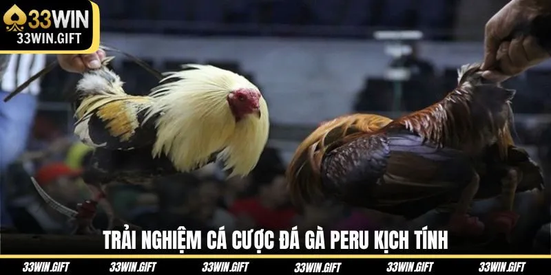 trai-nghiem-ca-cuoc-da-ga-peru-kich-tinh